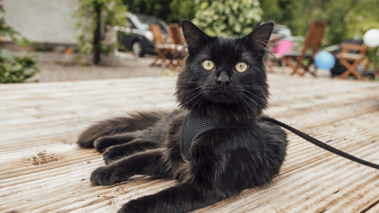 cat parasite prevention