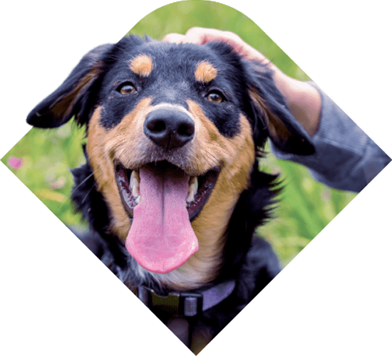 derm-careclub-dog-550x500