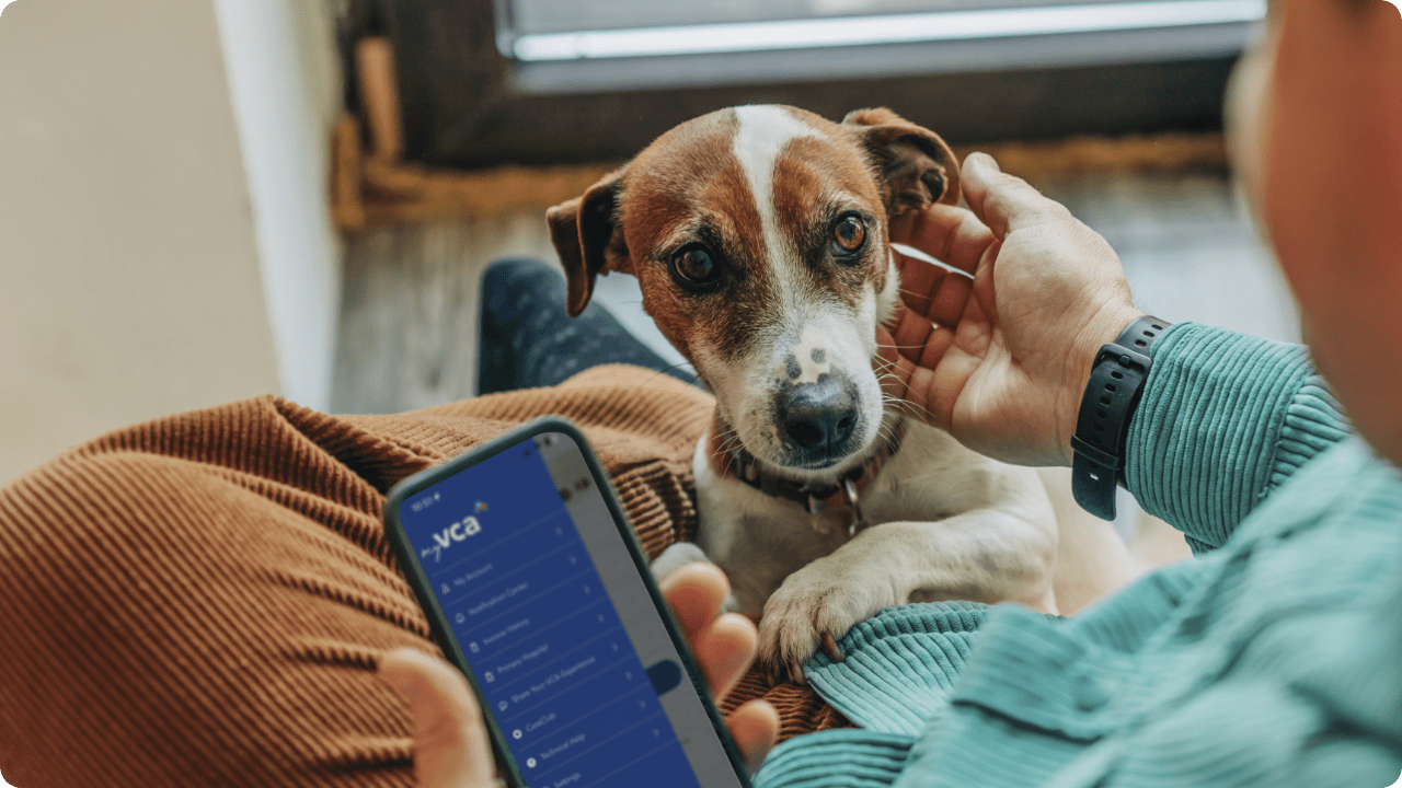 brown and white dog sitting on pet owner's lap, looking at VCA app on