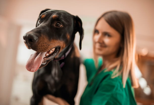 Diagnosing and treating diabetes in pets