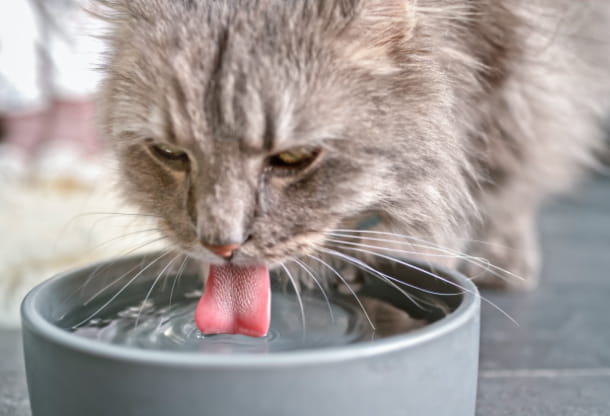 5 common symptoms of diabetes in pets