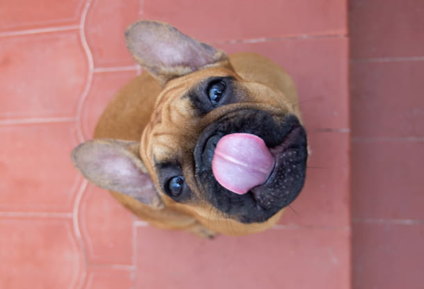 A sugary situation: understanding diabetes in pets