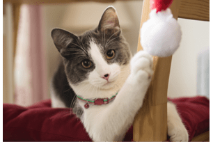 holiday poison control center calls