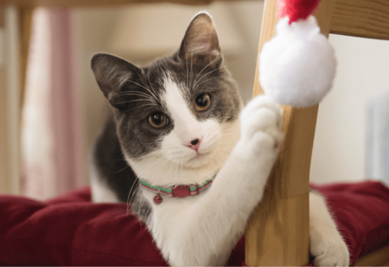 Top five holiday poison control center calls (and what this means for your cat!)