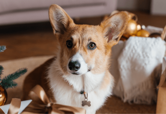 Top five holiday poison control center calls (and what this means for your dog!)