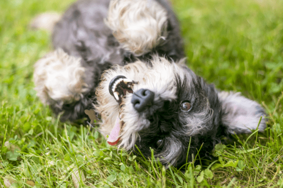 Get your dog ready! Fall allergies are just around the corner