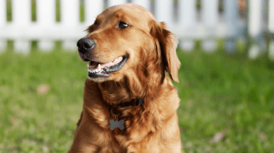 Prevent your dog from getting parasites