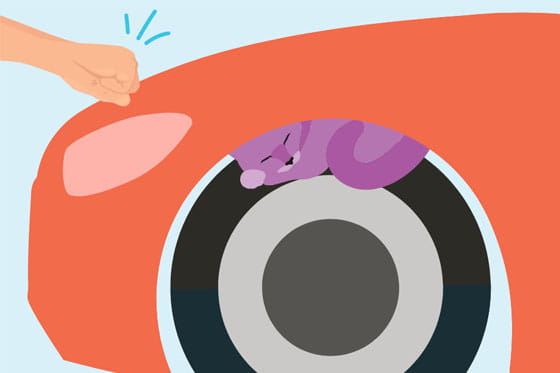 Cats, cars and cold weather safety