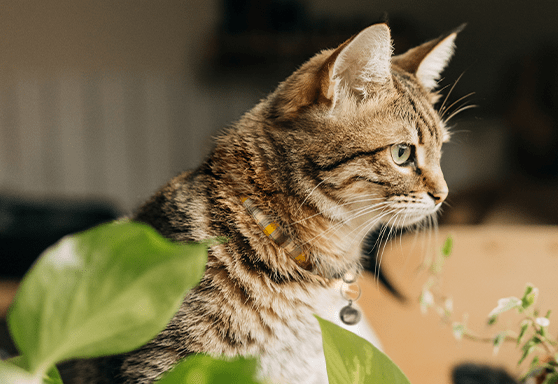 Creating a cat-safe oasis: A landscaping and planting guide