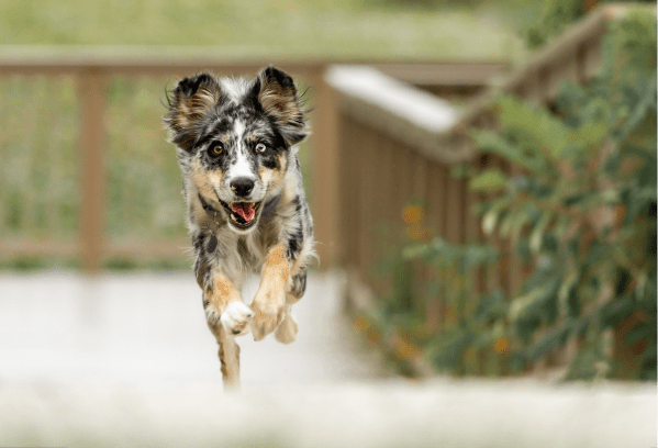 Fun exercises for adult pets to stay fit
