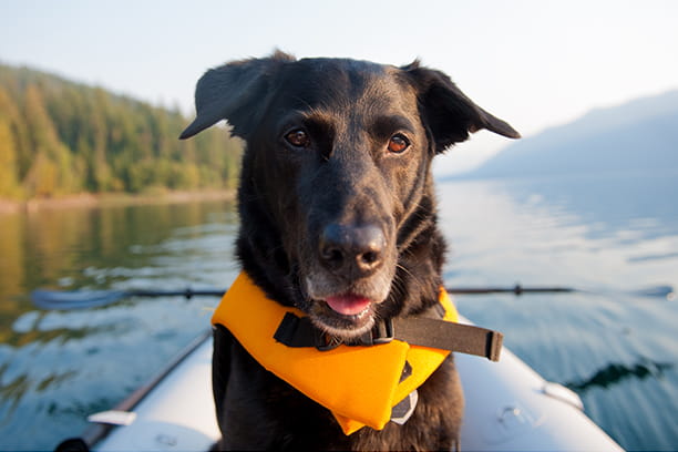 7 dog breeds that love to swim