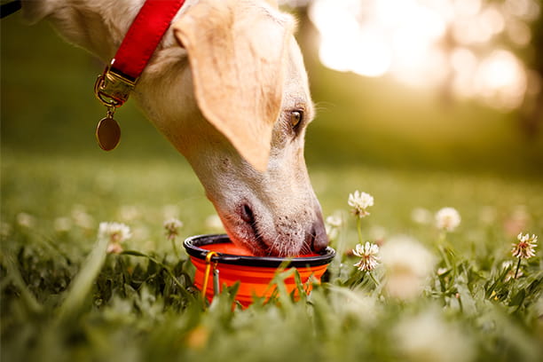 Hot pet? Not Cool! Learn how to prevent heatstroke