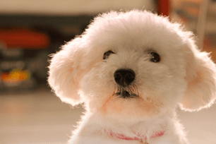 High maintenance dog hairdos