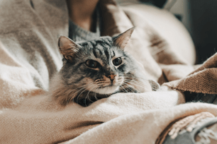 No need to cry over tear staining