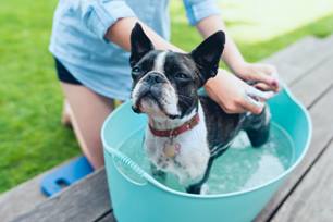 How To Choose The Right Dog &amp; Cat Shampoo
