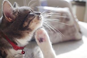 True or False: Because fleas are species-specific, they won’t pass from dogs and cats to exotic companion pets.