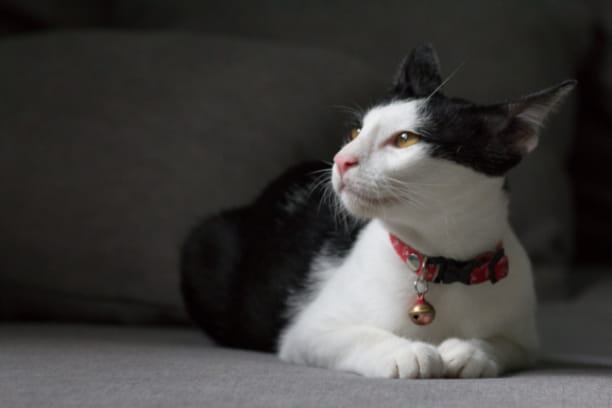 What to do if your pet has an upset stomach