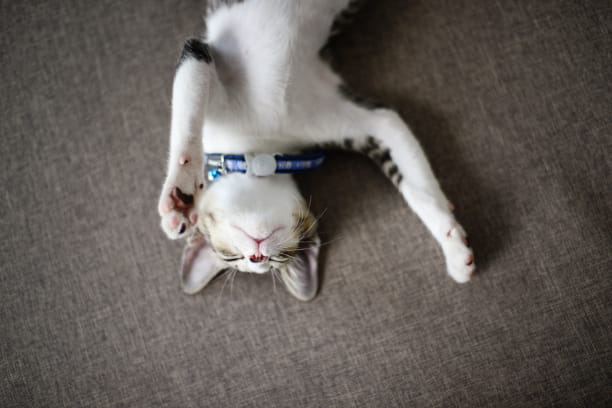 Is snoring normal for pets?