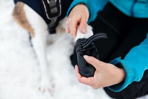 winter weather pet safety tips