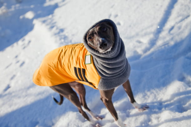 Do Dogs Need Coats In The Winter?