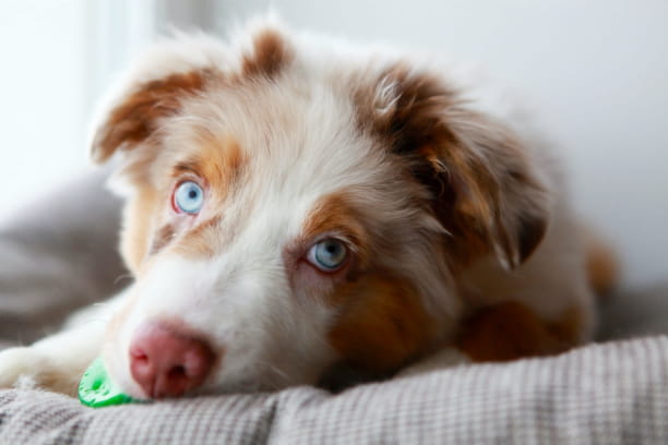 Is socializing your puppy possible while social distancing?