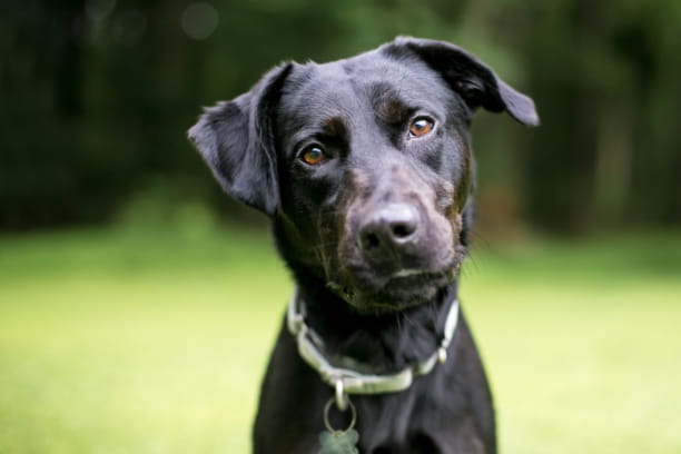 Your tone can speak volumes to your dog