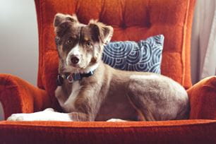 heartworm testing explained