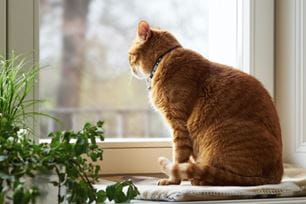 keep outdoors parasite-free