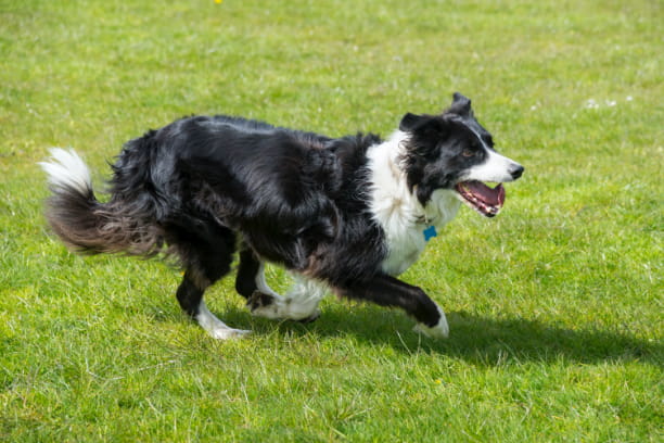 Outdoor outings? Don’t forget parasite prevention!