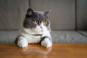 top tips to clean pet ears