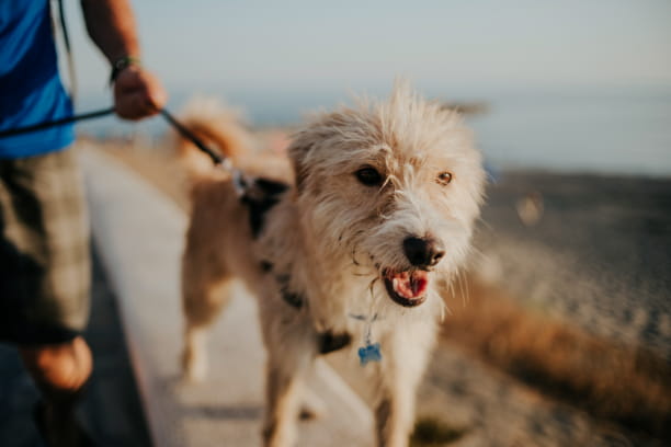 How to choose from these 7 common types of leashes and collars