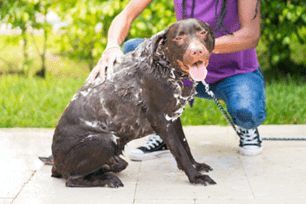 pet bath accessories