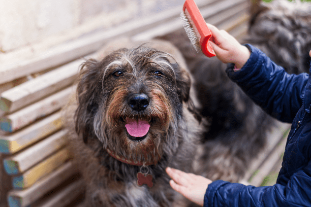 Choose the best brush for your pet