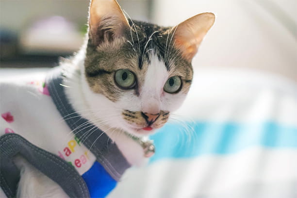 The most common misconception about indoor pets and vaccines