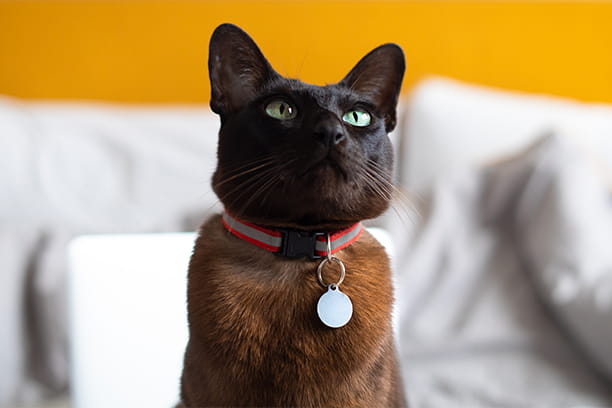 Debunking the myth that cats don’t get heartworm disease