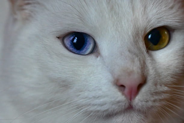 Dogs and cats see only in black and white. Answer: False