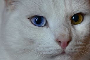 dogs cats see black white