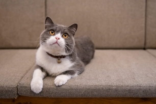 Tips to get pet fur off clothes and upholstery