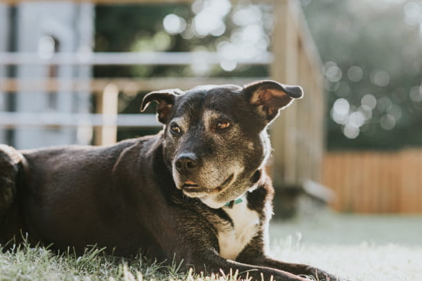 Why are my senior dog’s eyes cloudy