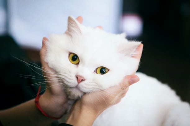 Tips to prevent goopy eyes in your cat