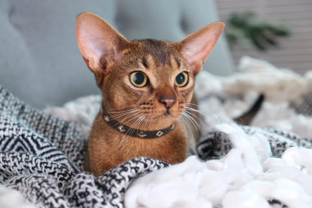 Why do cats ignore humans?