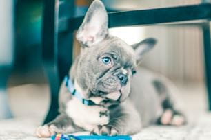 why dogs tilt their heads