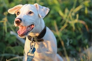 baby teeth true or false