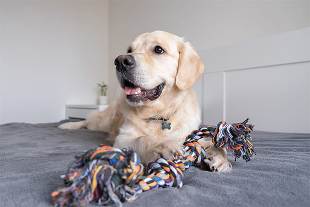 How to choose the best chew toy for your dog