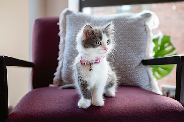 Bringing home a new pet checklist