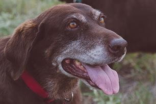 old dogs cats new tricks