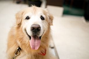 pets for kids by age