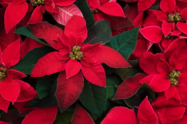 True or False: Poinsettias are extremely toxic to pets.