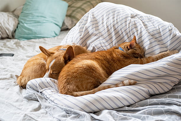 Dog sleeping positions decoded
