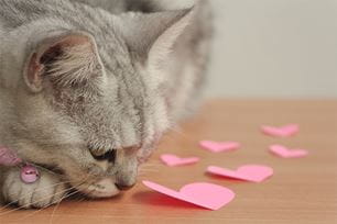 Valentine day pet safety